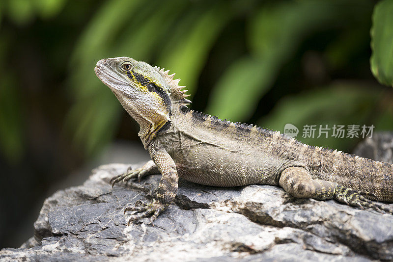 澳大利亚水龙(Physignathus Lesueurii Lesueurii)，植物园，布里斯班，澳大利亚